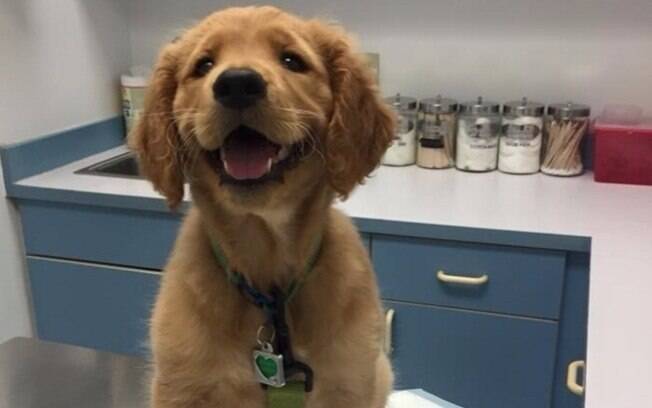 Filhote de Golden Retriever.
