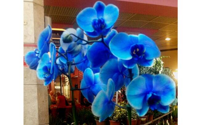 A orquídea da espécie phalaenopsis, colorida em azul, é destaque