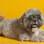 Bartô é o cachorro de Andrea Braz Branco. Fofo, não?. Foto: Arquivo pessoal