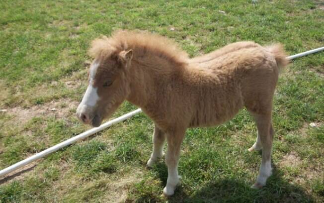 O mini cavalo surgiu do cruzamento entre um pônei e raças de cavalos menores 