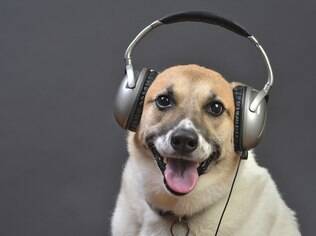 Pets se assustam com fogos de artifício
