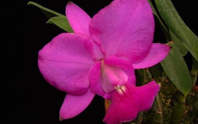 Orquídea da espécie Cattleya walkeriana, também conhecida como ‘Rainha perfumada do Cerrado