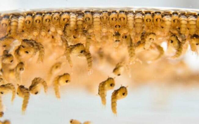 Larvas do mosquito transgênico: dispositivo faz inseto morrer antes que possa transmitir doenças