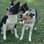 Nessa foto, Funny está com a amiga. Seus donos, Marcos e Luana Pereira, adoram a raça e têm 3 deles. Os border-collies são considerados os mais inteligentes dos cães . Foto: Arquivo pessoal