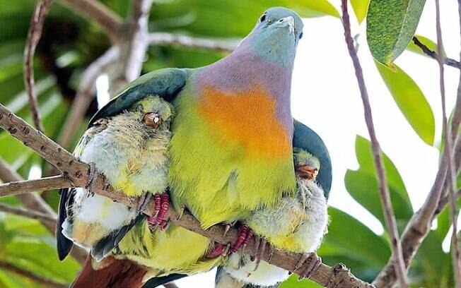 Mamãe colorida e filhotinhos debaixo da asa