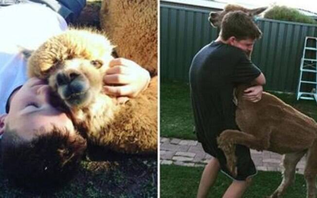 Jovem de 14 anos consegue convencer os pais a adotar uma alpaca.