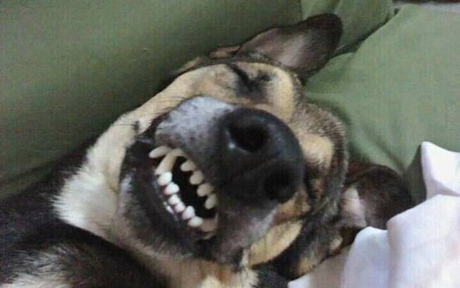 Cachorro tirando aquele cochilo esperto.