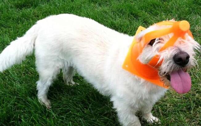 Esse cachorro conseguiu prender a cara ao tentar cheirar onde não devia.