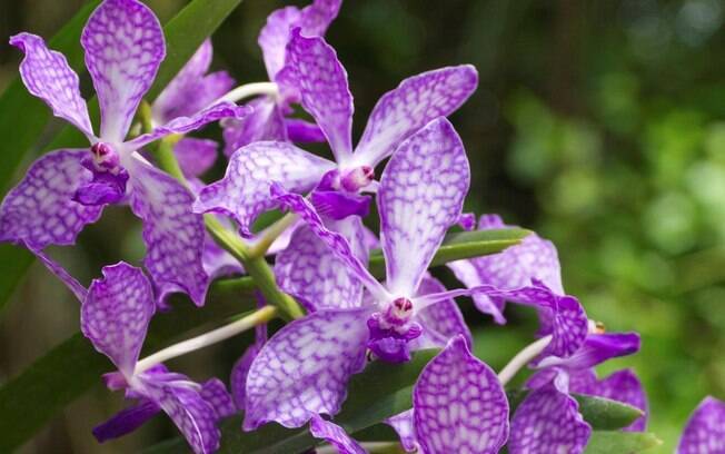 Orquídea da espécie Vanda coerulea