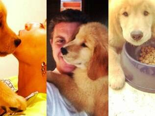 Angélica and Luciano Huck received Lôra, a Labrador, from their friend the presenter André Marques
