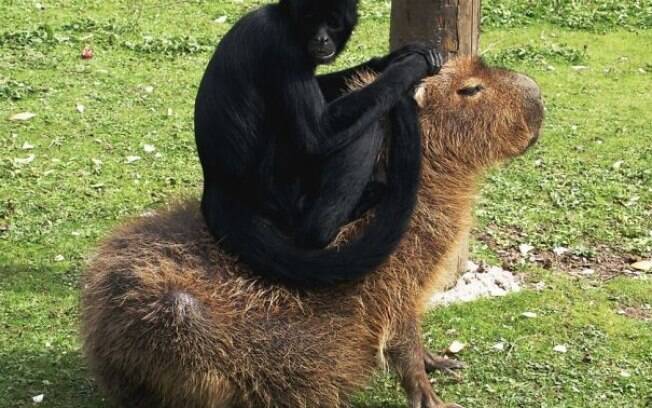 Aparentemente os animais gostam de tratar capivaras como cadeiras.