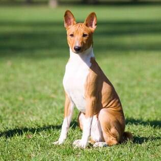 Basenji - undefined