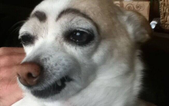 Cachorros com sobrancelhas