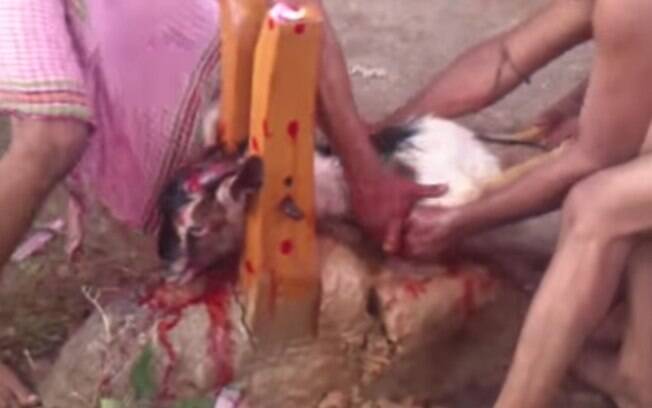 Sacrifício de animais: em aldeias como a Tana Toraja, Indonésia, acredita-se que, ao matar um animal, ele guiará a alma de um falecido ao paraíso. Foto: Reprodução/Youtube
