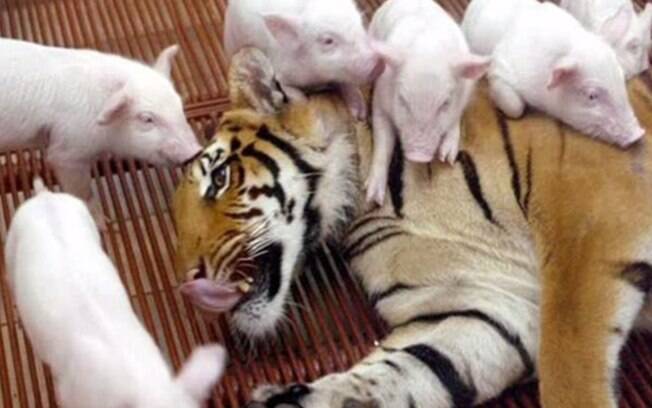Tigresa 'adota' porquinhos, Tailândia: funcionários tentaram conseguir filhotes da mesma espécie, mas não tiveram sucesso. Foto: Reprodução/Youtube