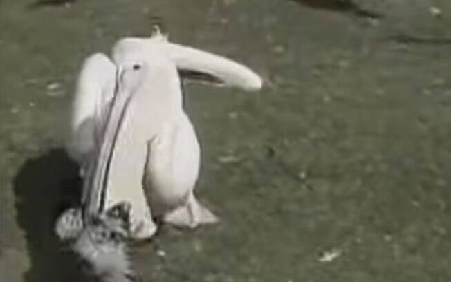 Pelicano come ave, Inglaterra: flagra no Parque St. James, em Londres, mostra pelicano oriental branco abocanhando uma ave. Foto: Reprodução/Youtube
