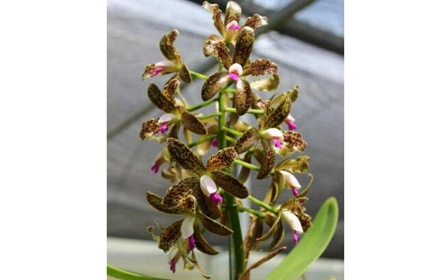 Orquídea da espécie Cattleya guttata