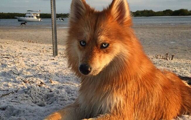 Essa linda cachorra parece uma raposa.
