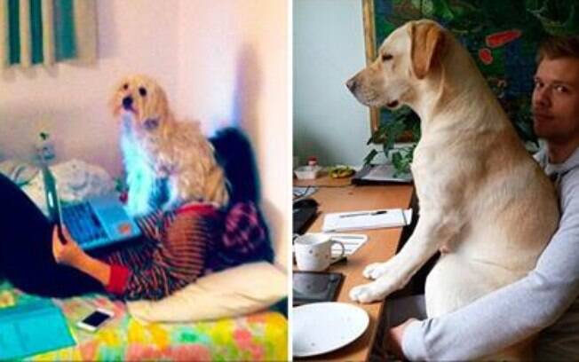 Cachorros folgados.
