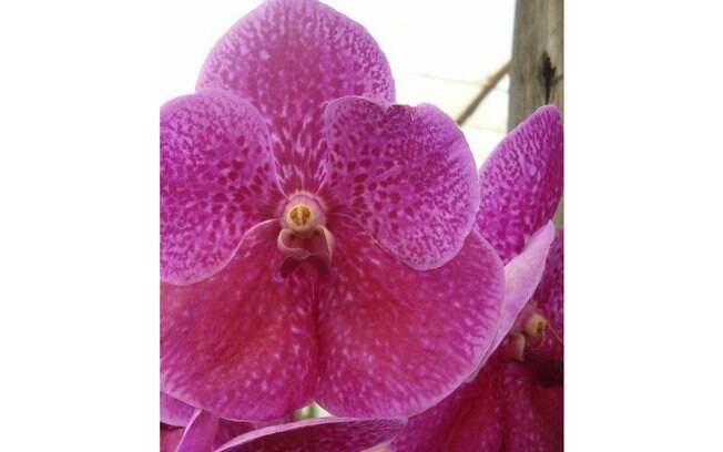 Orquídea da espécie Vanda