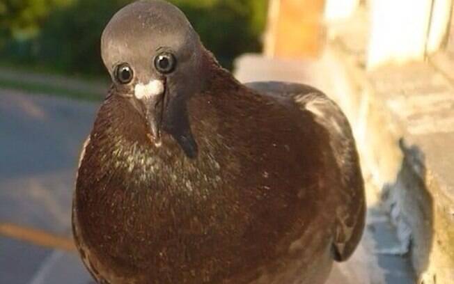 Esse pombo foi o que deu origem à todas as outras montagens de animais com olhos na frente.