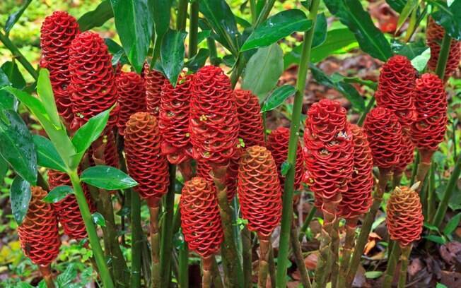 A flor-de-gengibre, originada na Índia, nasce do próprio gengibre (Zingiber officinale) e surge em espigas eretas