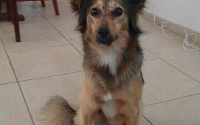 Kyra foi encontrada num esgoto coberta com óleo, foi adotada e tratada com muito amor e carinho.