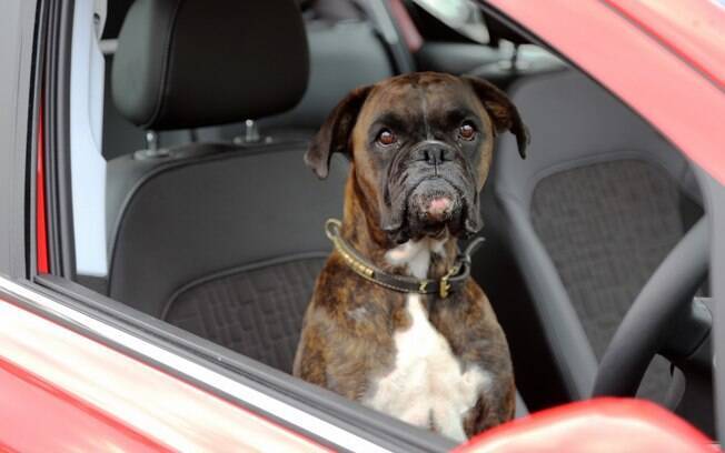 Cão Gerty no banco do motorista do Vauxhall Corsa