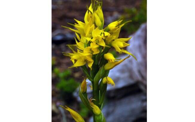 Comum no Chile, a espécie de orquídea Gavilea lutea tem hábitos terrestres e alcança até 60 centímetros de altura 