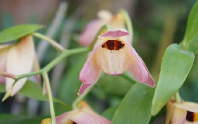 Orquídea da espécie Dendrobium