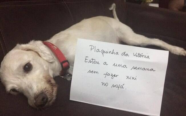 Esse cachorro recebeu uma plaquinha do orgulho por não fazer xixi no sofá.
