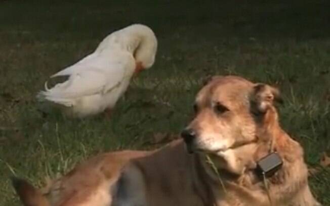Amizade inusitada entre cachorro e pato tira o cão da depressão