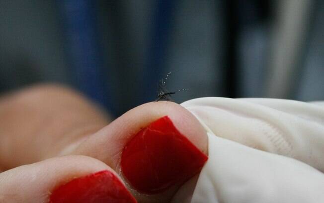 Aedes aegypti é o responsável pela transmissão da dengue, febre chikungunya e zika vírus