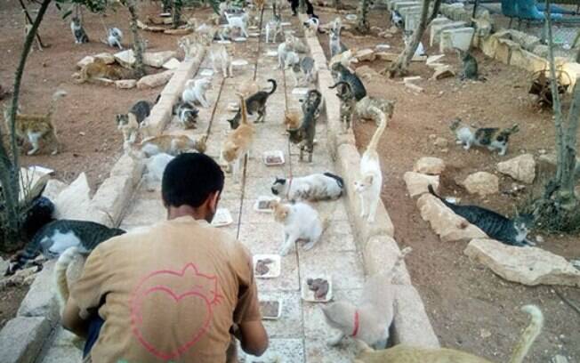 O santuário dos gatos de Mohammad O santuário dos gatos de Mohammad