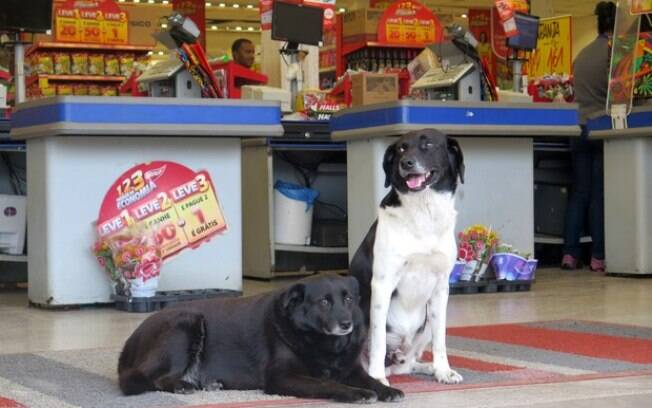 Thor e Neguinha, os cães esperam por dono na porta de um supermercado