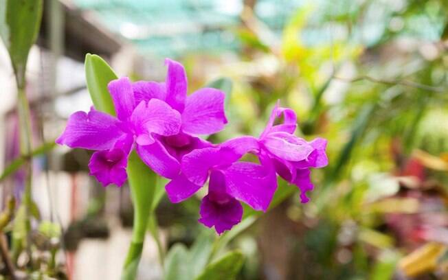 Orquídea da espécie Cattleya 