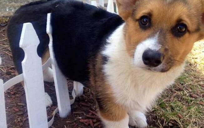 Muito difícil ser um corgi e não conseguir pular uma cerca pequena por ter patinhas curtas.