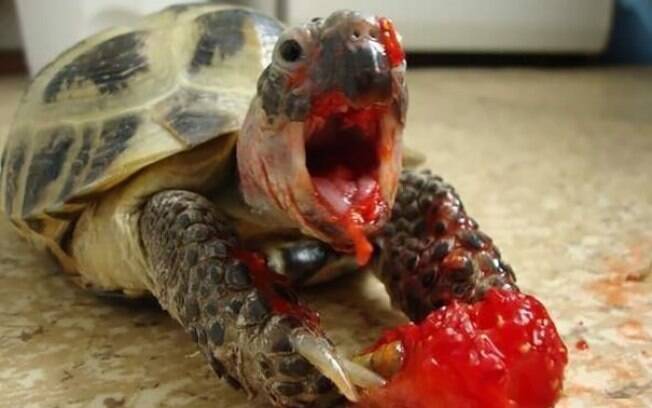 Tartaruga comendo morango.