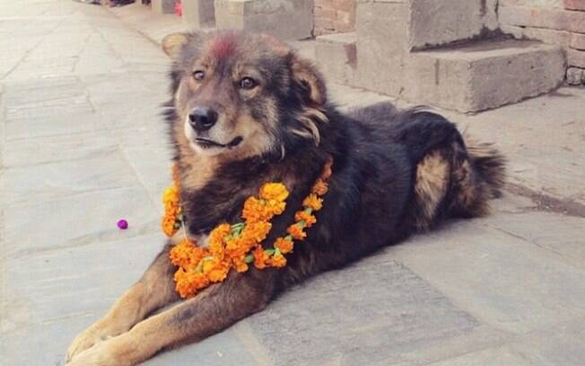 Cachorro em festival no Nepal.