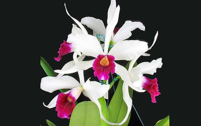 Orquídea da espécie Laelia purpurata