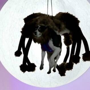 O YouTube divulgou a lista dos vídeos mais populares de 2014 - e o primeiro lugar coube ao clipe de um cachorro fantasiado como uma aranha gigante