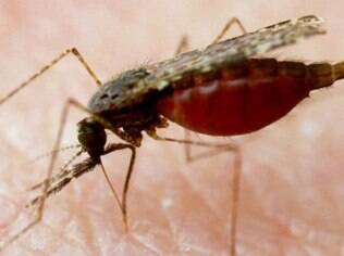 Ciclo do parasita transmitido pelo mosquito é complexo e resiste ao sistema imunológico humano