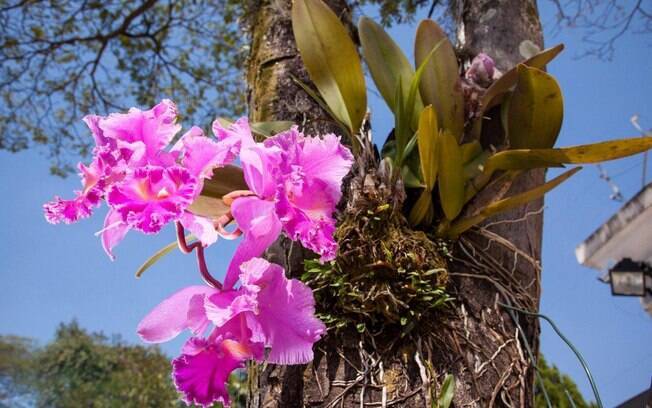 No destaque, a orquídea Catleya é um exemplo de sucesso na fixação em troncos