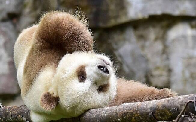 Urso panda marrom, único no mundo.