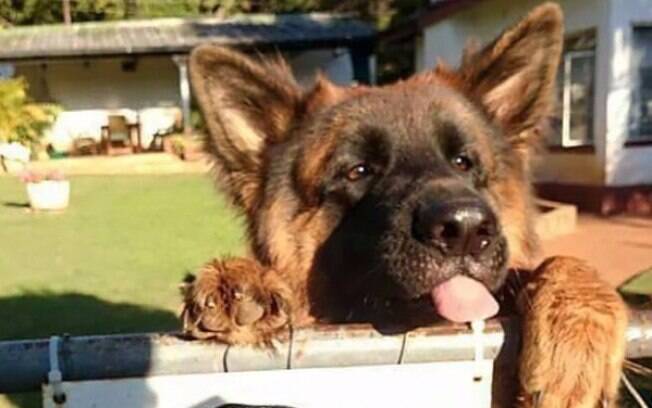 Cuidado com esse cão fofinho.
