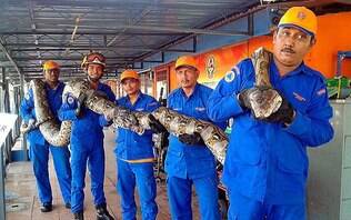 Cobra de 8 metros encontrada na Malásia pode ser a maior do mundo