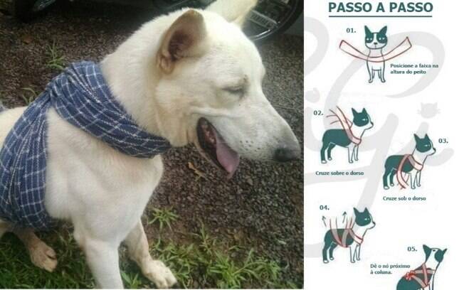 Passo a passo de como amarrar seu cachorro