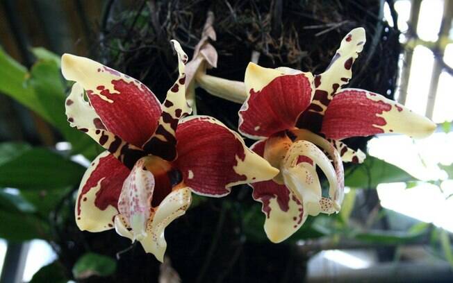 Orquídea da espécie Stanhopea tigrina