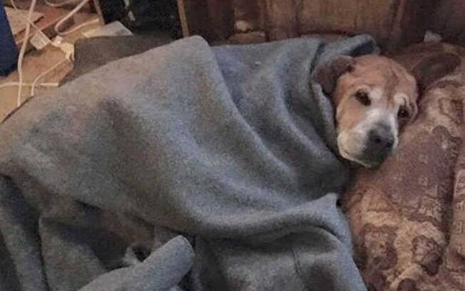 Rocky dormindo com um cobertor bem quentinho