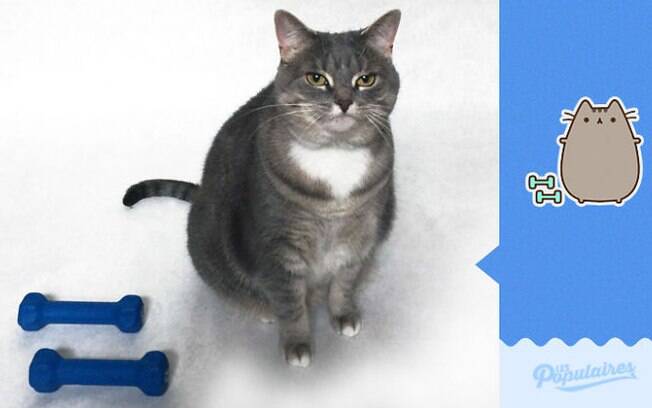 O gatinho praticando exercícios depois de comer tanta pizza.